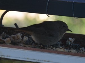 DSC_2002c.JPG