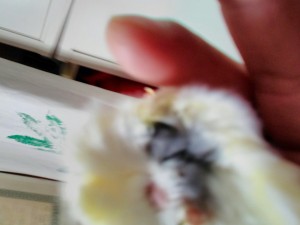 image.jpg