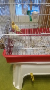 Billy (giallo) e Perla (Grigio chiaro)