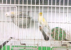 Ecco i miei pazzerelli. Il maschio sul posatoio,la femmina sul nido