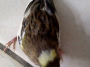 20170305_131139-1.jpg