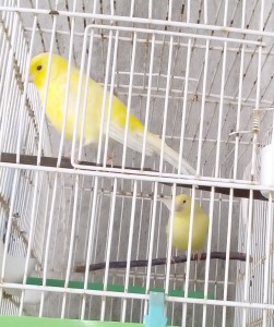 la coppia