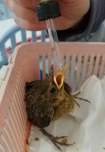 acqua.jpeg (79.9 KiB) Visto 12715 volte non si reggeva sulle zampe