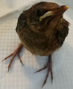 qui era già più vispa