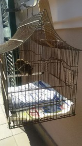 gabbietta.jpeg (187.66 KiB) Visto 12713 volte nella gabbia, e si regge anche da sola adesso!