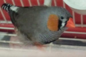 questo sarebbe il maschio in questione