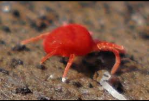 Acaro rosso