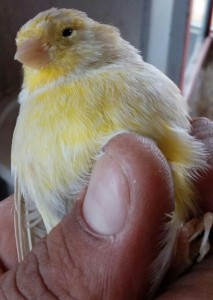 Prima foto