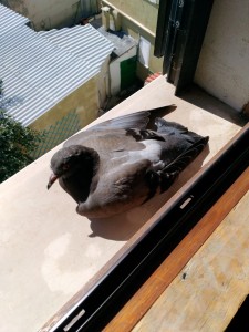 Piccione al sole