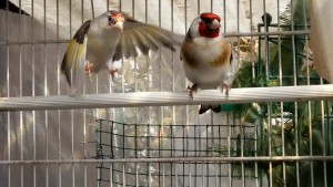 Femmina pezzata e maschio figlio di acianici entrambi 2017...lei é eumo sciarpata,sottopiuma e tutte le unghie bianche,pezzata perché ha le remigranti (alcune) totalmente bianche