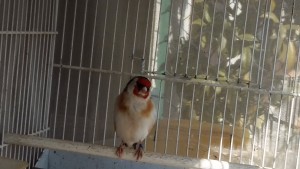 Questo invece un maschio favato con sottopiuma bianco e 7 unghie bianche,discendente da ceppo acianico
