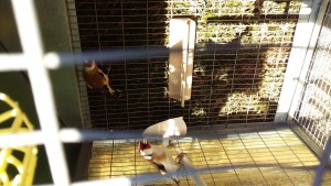 Maschio fratello  di nido della sciarpata con una mia femmina 2017...l allevatore alleva solo acianici,quindi spero in qualche soggetto acianico anche da sta coppia...lui porta eumo e pastello