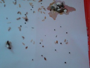 feci femmina (1).jpg