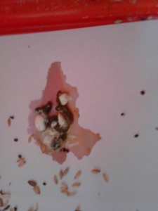 feci femmina (2).jpg