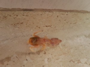 Cosa può essere successo?