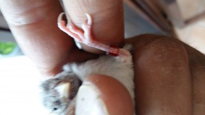 Questa x i più scettici...mio primo major 2018...suppongo sia un bruno,segni acianici questo nulla tranne le unghie bianche ma x esserne certo che sian bianche deve essere adulto (così mi han detto)...nel week sezione i  3 fratelli