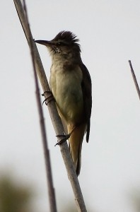 !!! tordal DSC07954.JPG