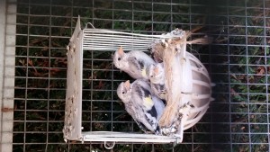 Intanto 3 eumo e un agata più piccolo (non si vede) crescono