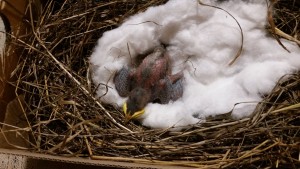 20180607_203038.jpg (417.89 KiB) Visto 657 volte 1