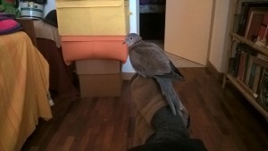 sul piede