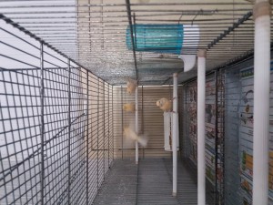 Rosso mosaico prima cova.