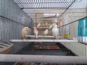 Ancora rosso mosaico in fase di colorazione