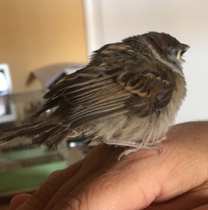 DA373C02-1A03-4076-83CF-E46B5F13AF87.JPG (486.86 KiB) Visto 4346 volte Passerotto che sta male