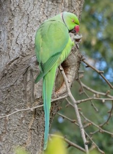 Parruchetto
