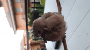 Questo è il piccoletto