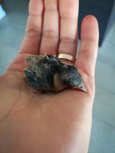 IMG_20180730_092520.jpg