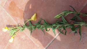 20180814_123624.jpg