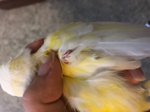 Vedete il bozzo?