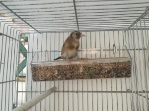 Lo so le foto non sono un granché, tra qualche giorno cercherò di prenderli da vicino
