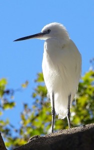 egretta