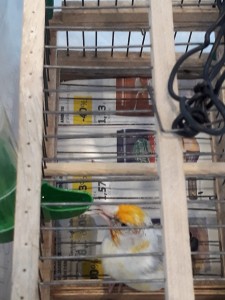 foto1