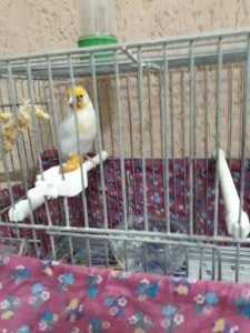 foto4