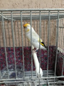 foto6