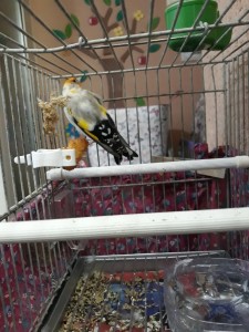 foto10