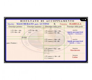 Accoppiamento.jpg