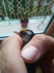 Anche perché canta e si muove come un maschio