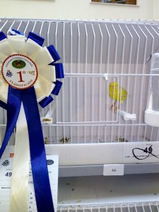 Satinè giallo brinato femmina vincitrice.