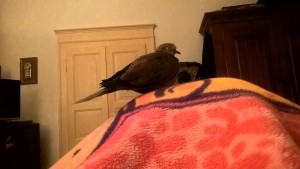 sul letto