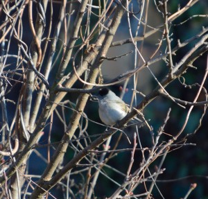 uccelino  - Copia.JPG