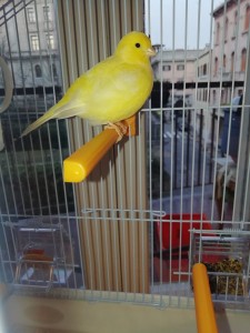Foto Carlo