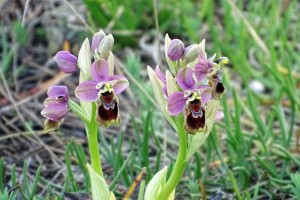 Orchidea selvaggia