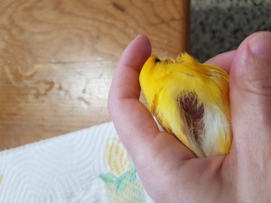 Sotto le ali non ci sono le più