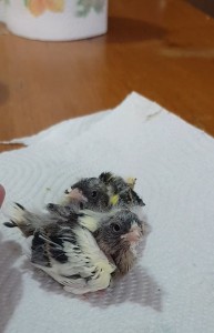 2 foto