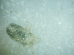 Acaro3.jpg