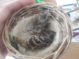 Verzellino + &quot;Fratellastro&quot; F1