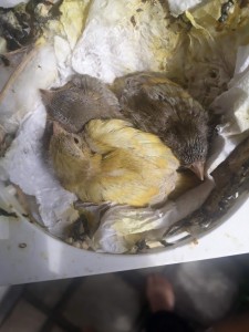 Piccoli testanera 14 giorni